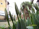 100_6065