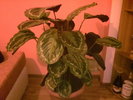 Calatheea