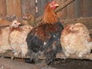 DSCN2006