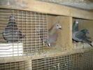 IMGP4664