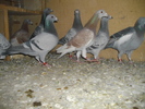 IMGP4681