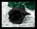 Black_Rose_by_Ketmara