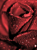 red_rose_by_CrisisCorps