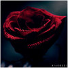 Rose__by_kle0012