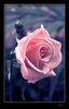 rose_by_klefer