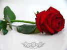 Rose_by_senzo