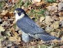 falco%20peregrinus1