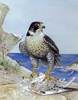 Falco_peregrinus-lg