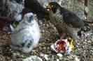 Falcon_pelegrin(Falco_peregrinus)