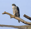 falco-peregrinus---sokol1