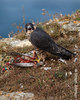 Peregrine_Y2B9013-1-copy-8x10