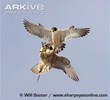 Peregrine-falcon-ssp-anatum-food-transfer-tiercel-passing-to-falcon