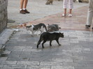 Pisicile din Kotor