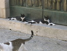 Alte pisici din Kotor