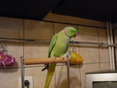 P1020921