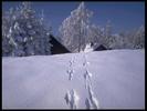 Peisaje (49)