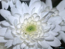 Flowers (31)
