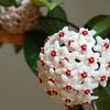 Flowers (32)