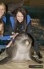 Dolphin Trainer for a Day Program at the Siegfried and Roy Secret Garden