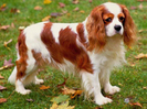 cavalier king eharles spaniel