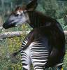 okapi