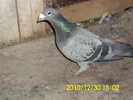 vandut