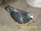 m-03-80 ron