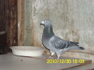 vandut