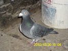 vandut