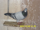 vandut