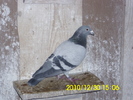07 masc 50 ron