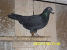 vandut