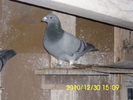 vandut
