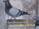 vandut