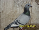 vandut