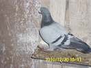 vandut