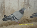 vandut