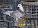 vandut