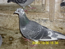 vandut