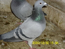 vandut