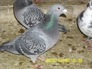 vandut