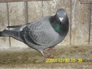 vandut