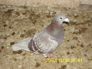 f 2011 50 ron