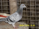 vandut