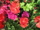 flori-frumos-colorate_6224