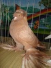 English Trumpeter Pigeon 1