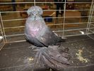 Purebrred%20Pigeon%20Add%20and%20Article%20Photos%20250