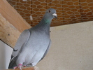 Katrysse