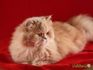 poze-cu-pisici-persane-102710225004