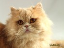 poze-cu-pisici-persane-102710224743